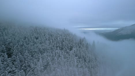 pine forest hillside wrapped in mist and cloud with flight towards