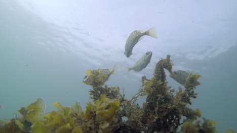 pez interactuando con un caballito de mar que se balancea sobre un trozo de alga a 30 fps