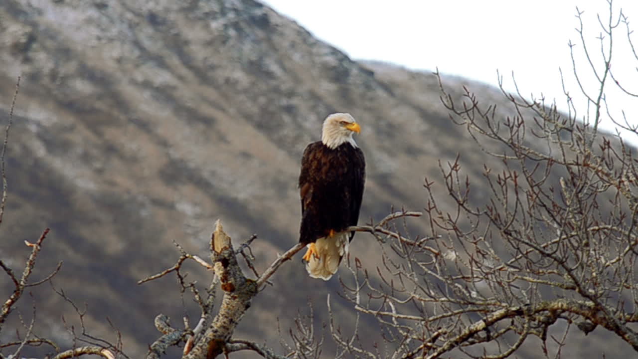 un águila calva estira sus garras y garras mientras se sienta en lo alto de los árboles con vista a las montañas y el desierto de la isla kodiak alaska