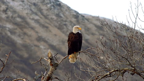 uma águia careca estica suas garras e garras enquanto senta no alto das árvores com vista para as montanhas e deserto da ilha kodiak alaska