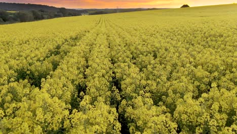 Sunset,-flying-with-a-drone-over-a-field-of-yellow-flowers-in-Mozar-de-Valverde,-Zamora-Spain