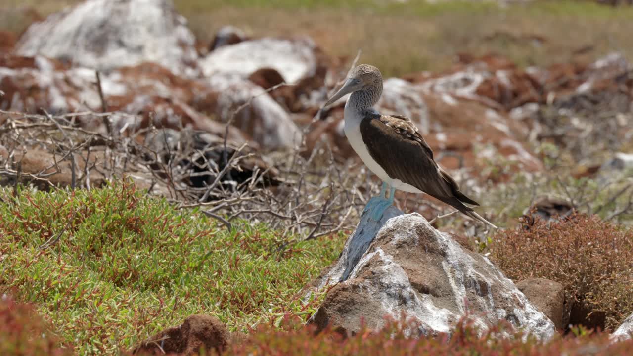 un booby de patas azules se sienta en una roca cubierta de guano en el sol caliente en la isla de north seymour, cerca de santa cruz en las islas galápagos