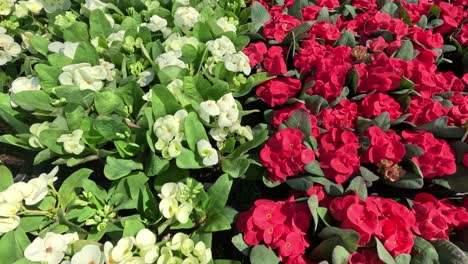 time-lapse of red and white flowers blooming.