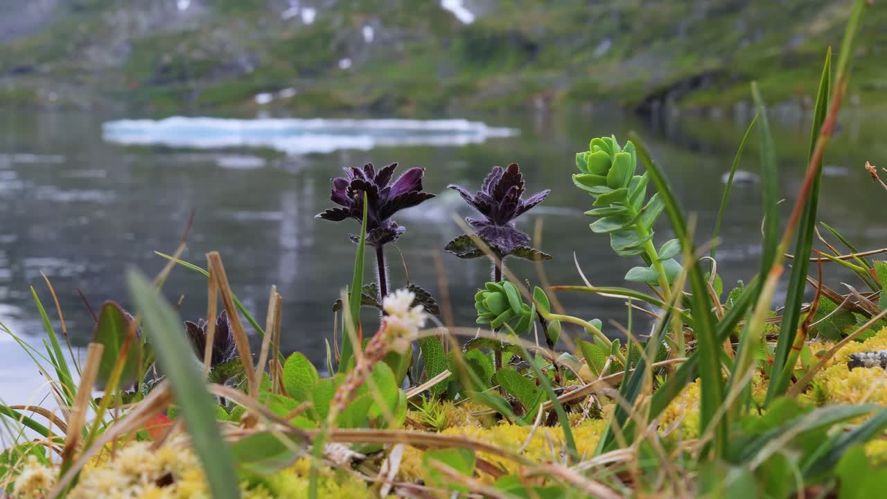Arctic Tundra. Beautiful Nature Norway natural landscape. Tundra vegetation is composed of dwarf shrubs, sedges, grasses, mosses, and lichens.