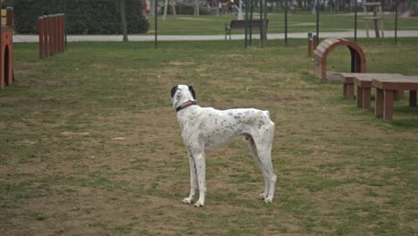 perros jugando y corriendo en el parque para perros
