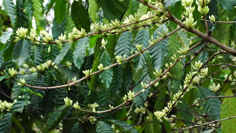 static view of many branches of coffee plant bloomed