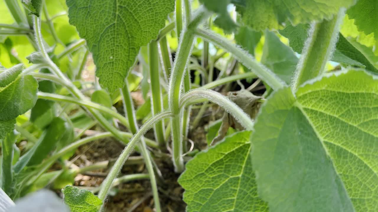 Bright green Zucchinis leaves thrive beside a rustic wood structure in daylight.