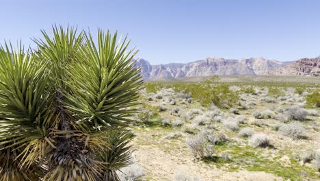 nahaufnahme eines yucca-baumes mit bergen im hintergrund