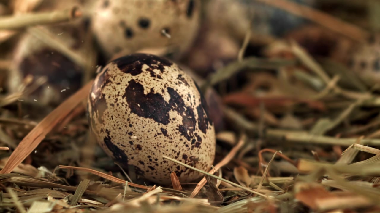 Speckled Quail Eggs Gently Falling into a Rustic Hay Nest