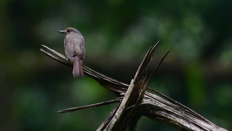 El-Papamoscas-Azul-De-La-Colina-Se-Encuentra-En-Un-Hábitat-De-Gran-Altura,-Tiene-Plumas-Azules-Y-Un-Pecho-Anaranjado-Para-El-Macho,-Mientras-Que-La-Hembra-Es-De-Color-Marrón-Canela-Pálido-Y-También-Con-Un-Pecho-Anaranjado-En-Transición