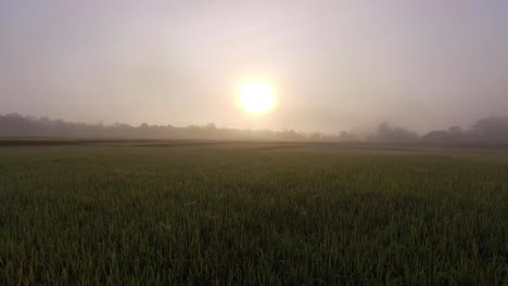 Campo-De-Arroz-Al-Amanecer