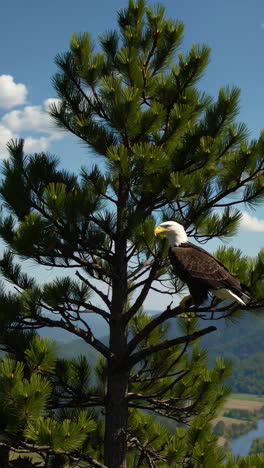 bald eagle perched in a pine tree