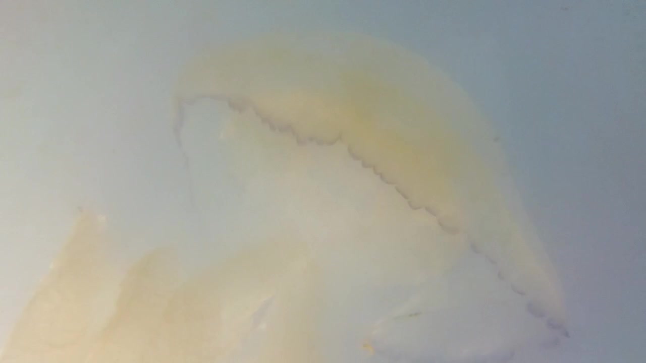 Vandmænd under vandet i havet. Arten Rhizostoma pulmo.