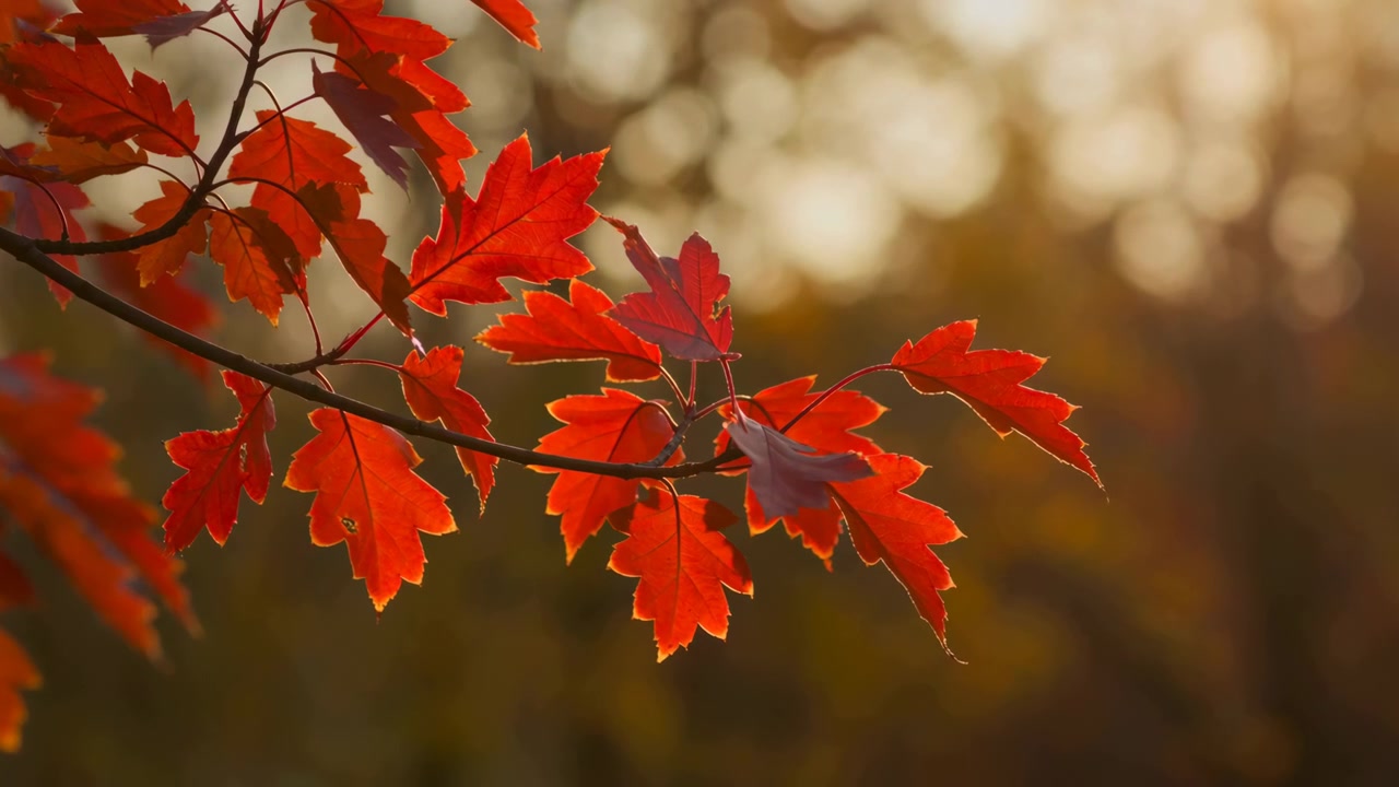 Cluster of red maple leaves attached to thin diagonal branch, lit from behind by low warm sun that highlights serrated edges, translucent veins, rich autumn color, soft background blur, and calm