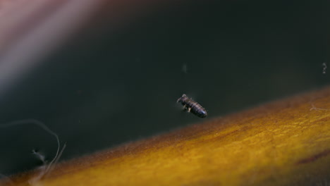 Kleiner-Springschwanz-Läuft-Auf-Der-Wasseroberfläche