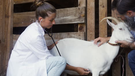 woman and man taking care of the white goat