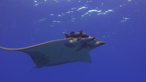 close up shot of sicklefin devil ray with pilot fishes attached