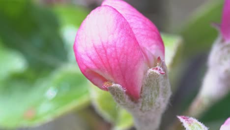 Vibrant-pink-petals-of-apple-blossom-on-tree-blowing-in-spring-wind