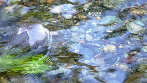 steady shot of american dipper diving to catch salmon eggs in stream where salmon are spawning, north america