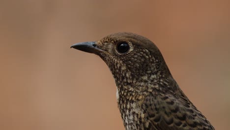 facing left while the camera zooms in to reveal it closer, white-throated rock-thrush monticola gularis female, thailand