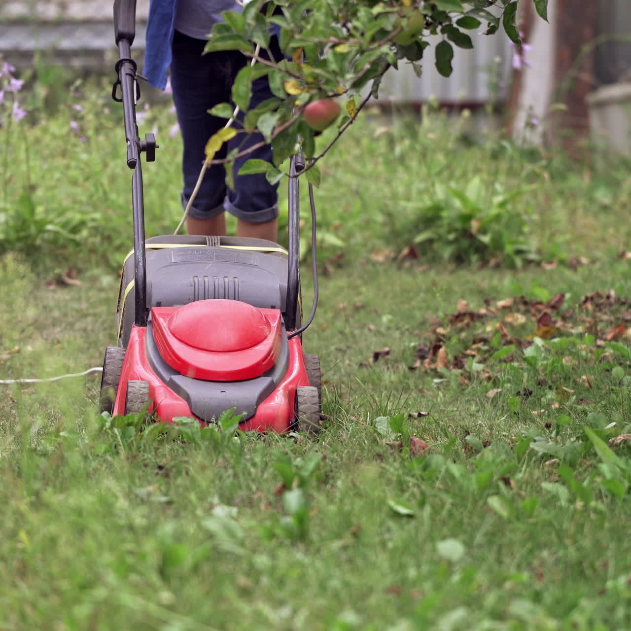 Male is working with red lawn mower on grass. Process of cutting grass with energy saving mechanical lawn mower.