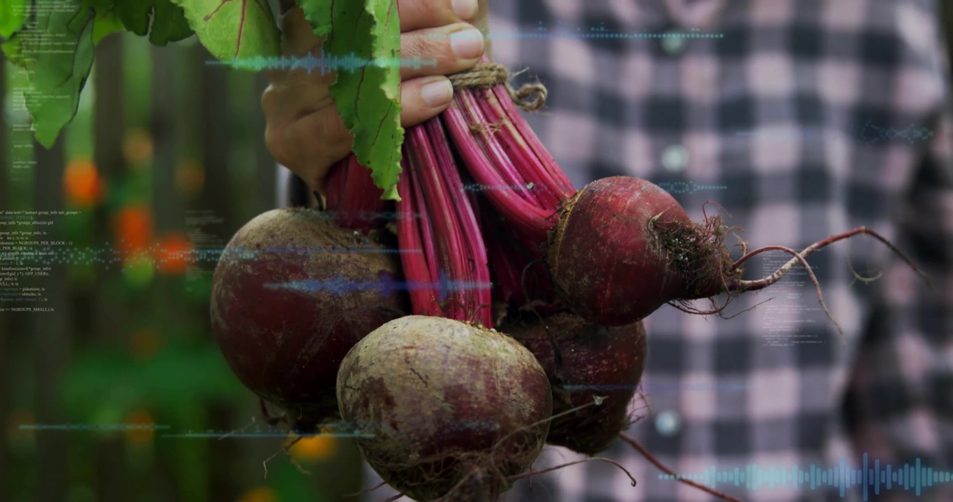 Gardener gripping beets rotating bunch showing dirty roots causing blue waveforms showing freshness