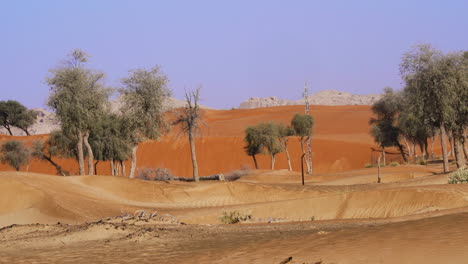 Trees-On-Sand-Dune-Desert-At-Fossil-Rock-Nature-Reserve-In-Sharjah,-United-Arab-Emirates