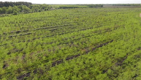 aerial birdseye perspective shows vast green plantation fields, neatly organized across the vibrant landscape.