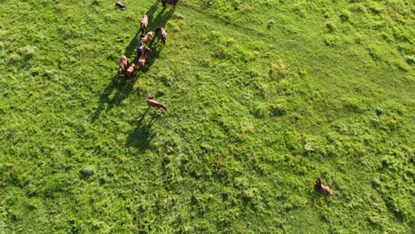 Video-De-Drones-Aéreos,-Volando-Sobre-Una-Manada-De-Caballos