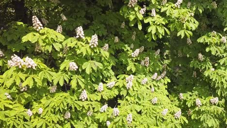 chestnut flowers blossoming on a tree in a park