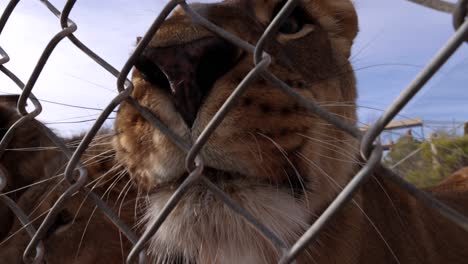 lions-closeup-wideangle-through-fence-at-wildlife-reserve