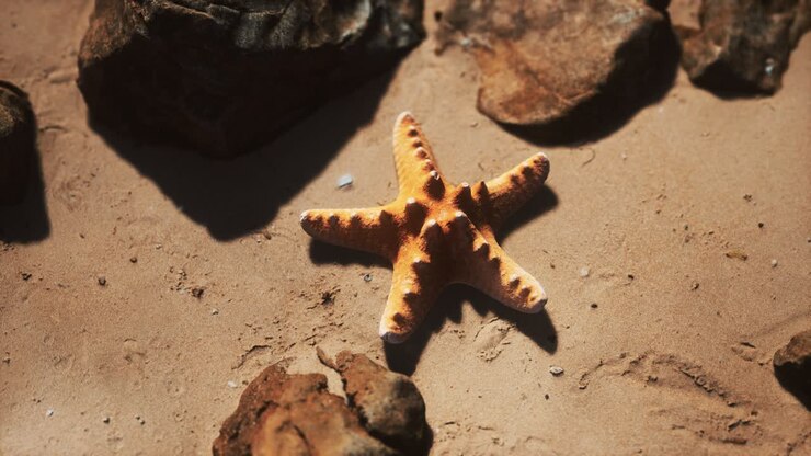 Starfish on sandy beach at sunset