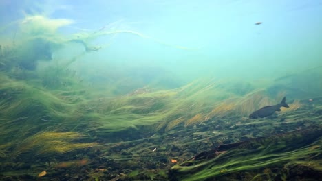 Äsche-Schwimmen-Gegen-Den-Strom