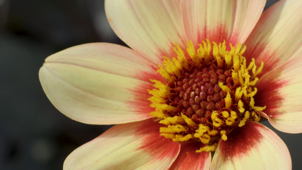 Cream and red dahlia flower rotates slowly, revealing intricate yellow florets in soft daylight