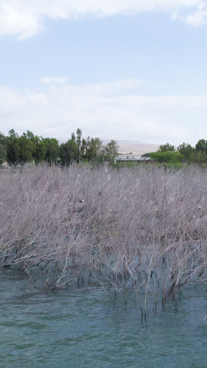 Coastal vegetation in the Sea of Galilee that serves as habitat and protection for wild animals - aerial sliding Vertical shot