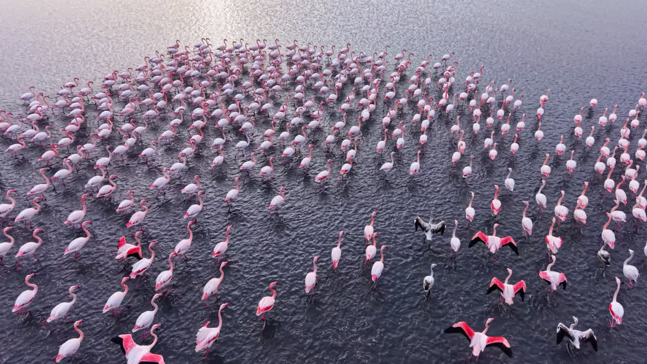 Des flamants roses ornent les eaux paisibles au coucher du soleil, créant un spectacle époustouflant de rose et de blanc au milieu de reflets tranquilles.