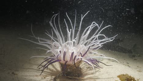 a unique underwater video of a large tube anemone feeding poking through the ocean floor lit up by a scuba divers torch on a night dive activity