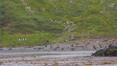 Focas-Antárticas-Y-Pingüinos-En-La-Costa-De-La-Isla-De-Georgia-Del-Sur,-Animales-En-Su-Hábitat-Natural