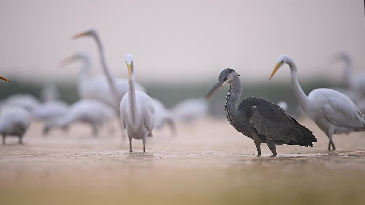 Grey Heron and great Egrets Fishing in Lake Side