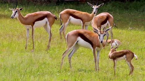 springbuck antelope and its baby 4k 30fps