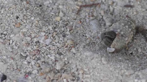 un cangrejo sale lentamente de su caparazón y se aleja caminando por la arena