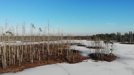 aerial view of frozen swamp lake with dead trees in cena mire nature preserve in latvia