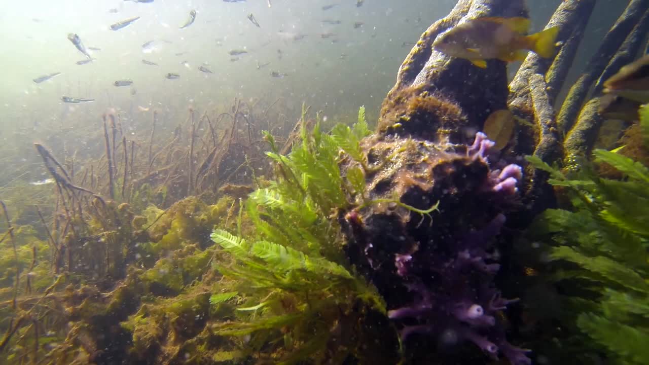 peces nadando bajo el agua en un bosque de manglares