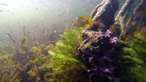 Peces-Nadando-Bajo-El-Agua-En-Un-Bosque-De-Manglares