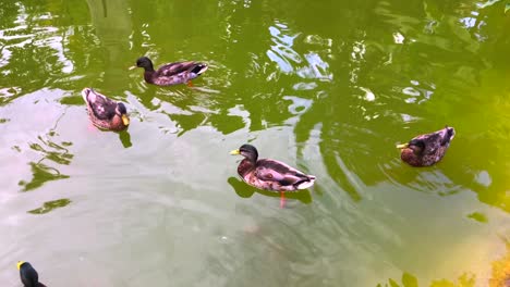 family of ducks swimming around in a green pond in a park in monaco, monte-carlo nature