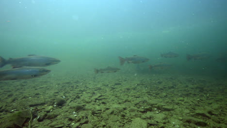 Salmón-Bajo-El-Agua-Durante-Una-Inmersión-En-Un-Río