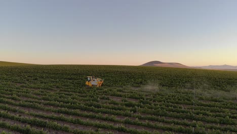 harvesting grapes for wine production on wine estate during sunrise