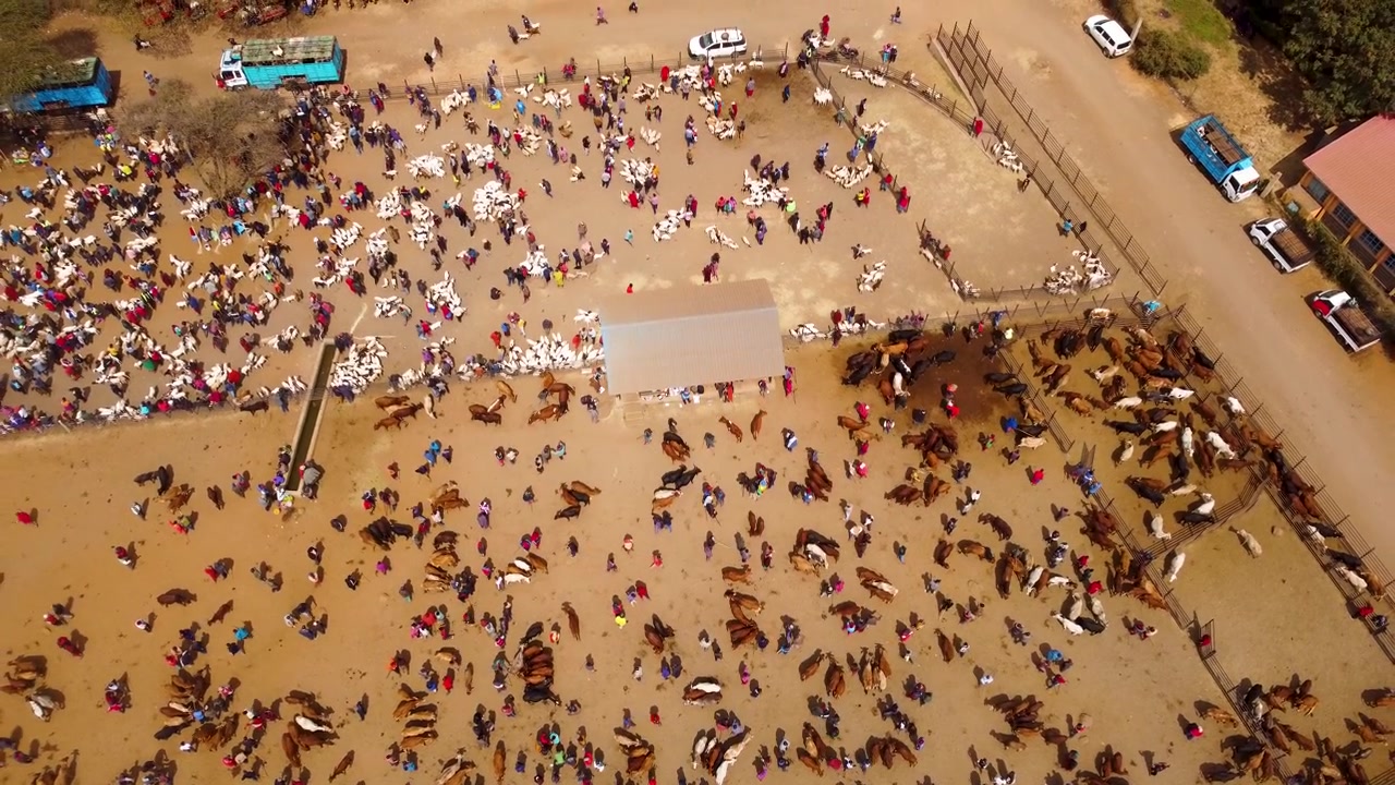 Top-down drone footage of the bustling Kimana livestock market in Kenya, showing Maasai pastoralists trading cattle, goats and sheep alongside transport trucks and livestock pens.