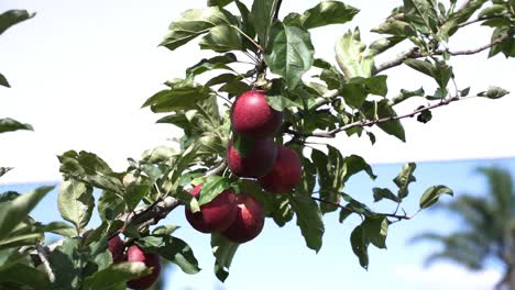 red apples on the tree - fresh fruits in apple plantation - close up