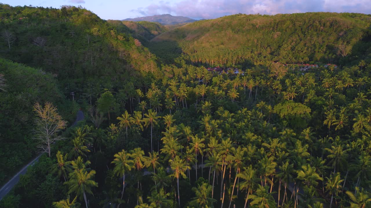 vista a vista de pájaro de un bosque de cocos en la isla de nusa penida, indonesia